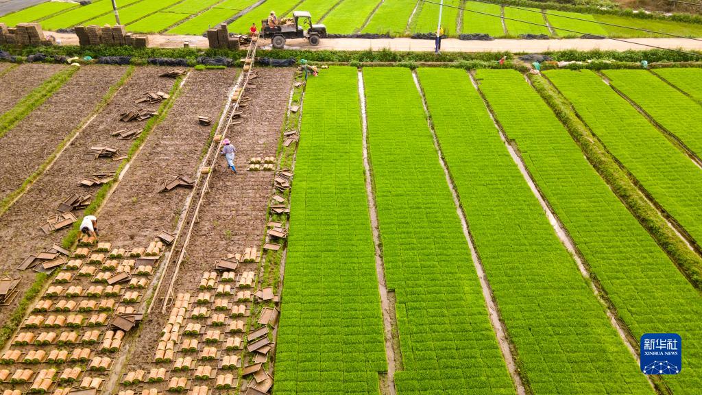 1月13日，海南省琼海市博鳌镇北山村的农民在采集秧苗准备插秧（无人机照片）。新华社发（蒙钟德 摄）